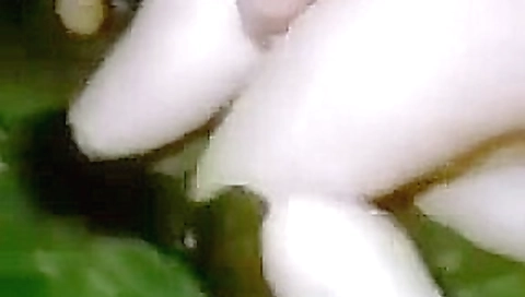 Fabulous Bisexual, Fetish adult movie